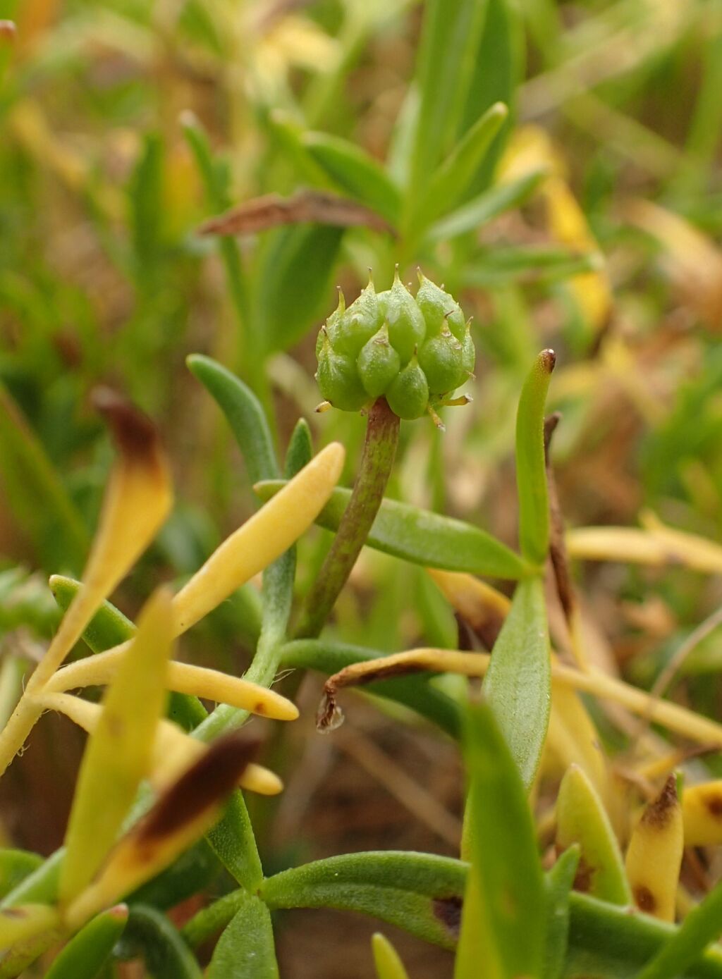 Ranunculus diminutus (hero image)