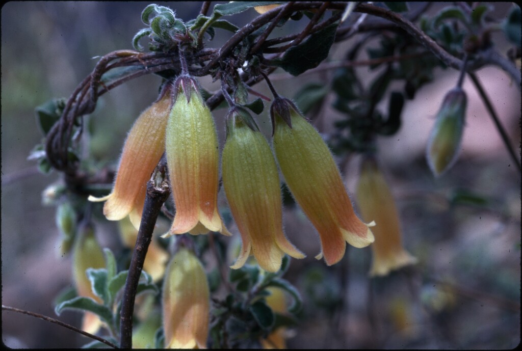 Marianthus bignoniaceus (hero image)