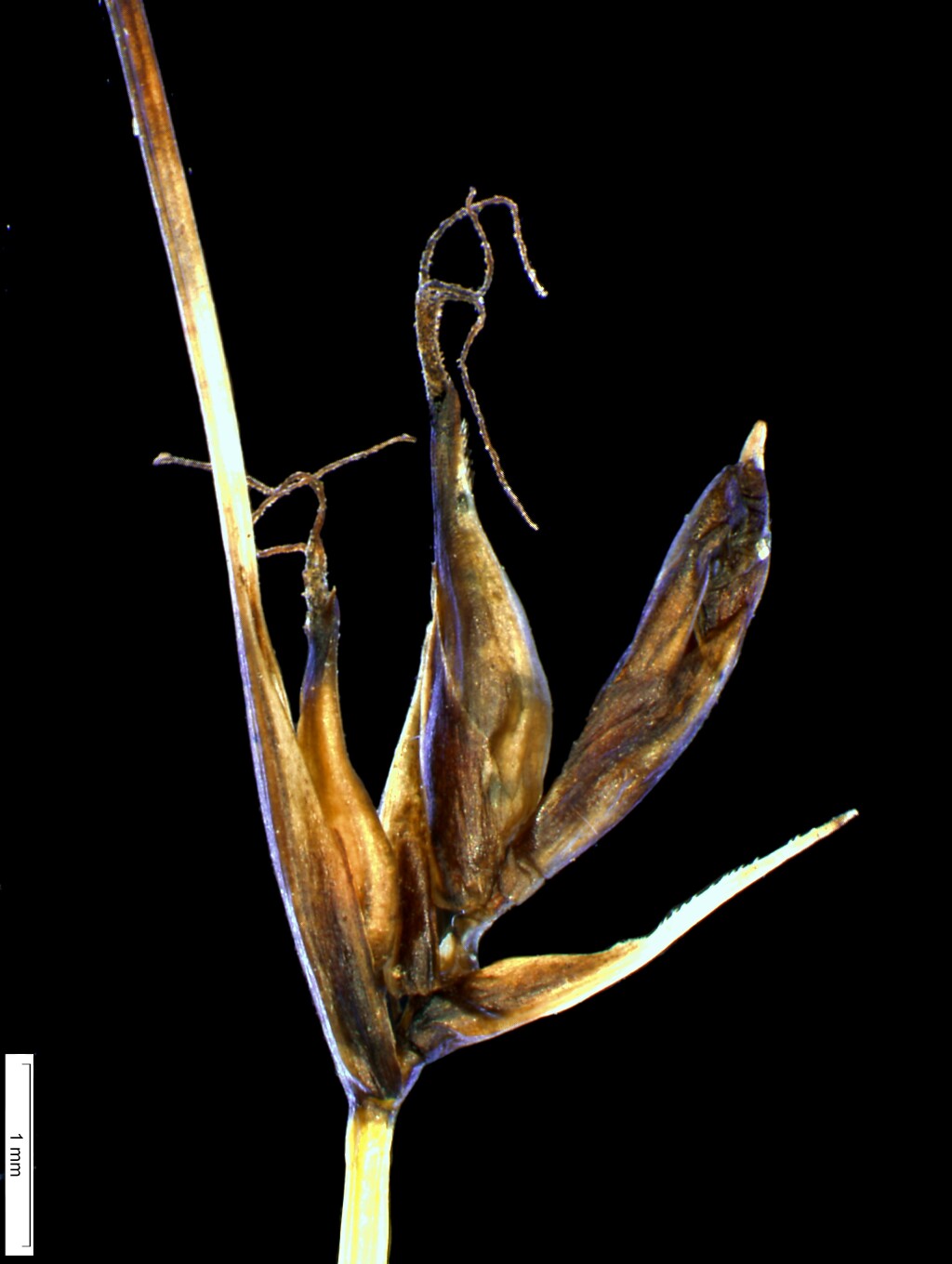 Carex archeri (hero image)