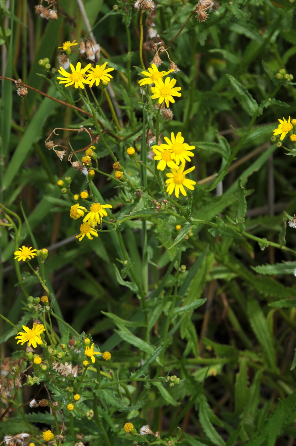 Senecio pinnatifolius (hero image)