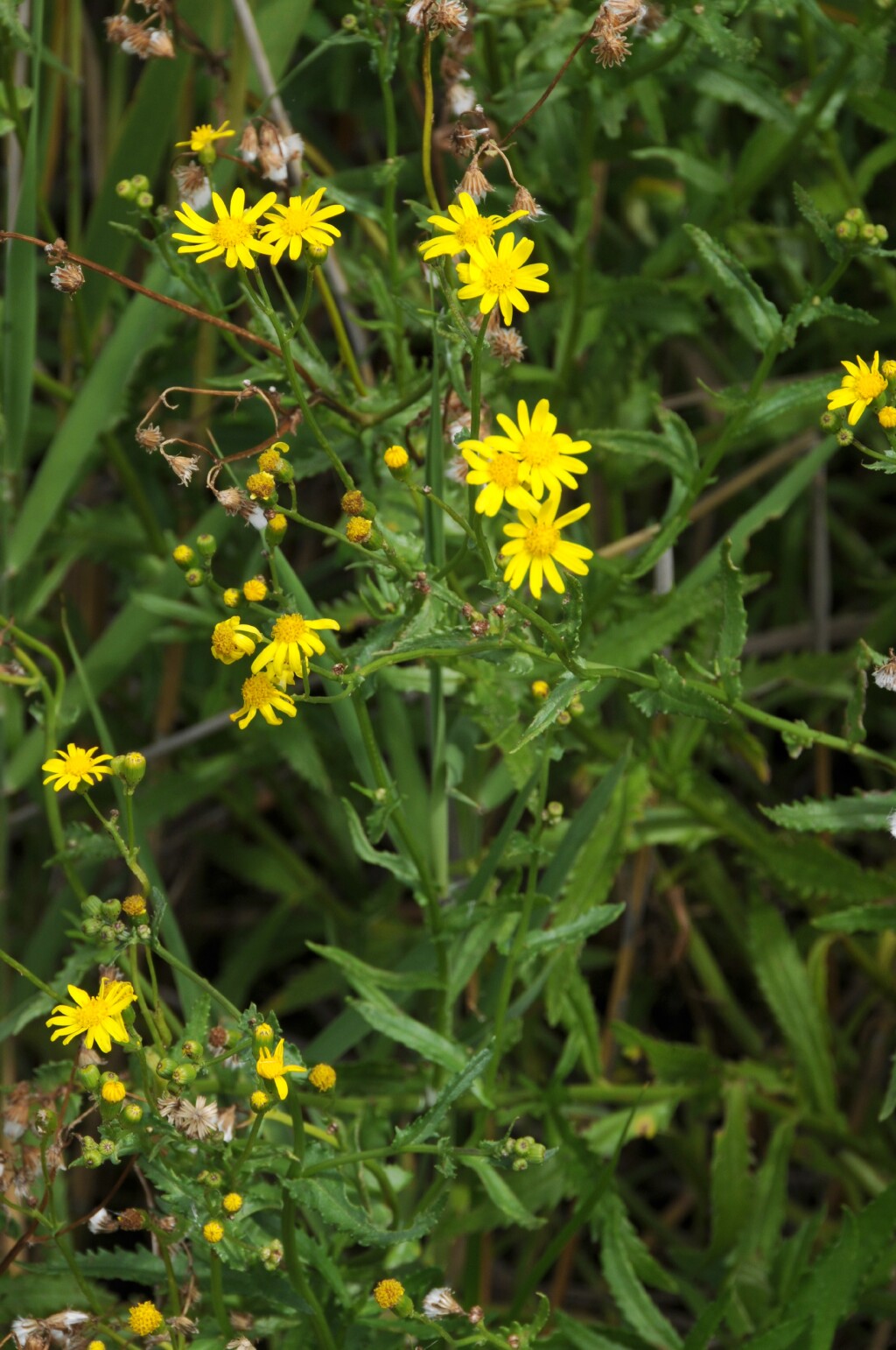 Senecio pinnatifolius var. lanceolatus (hero image)