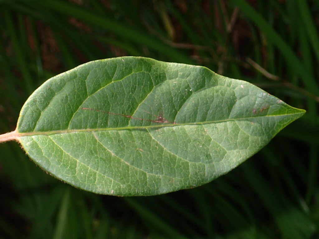 Viburnum (hero image)