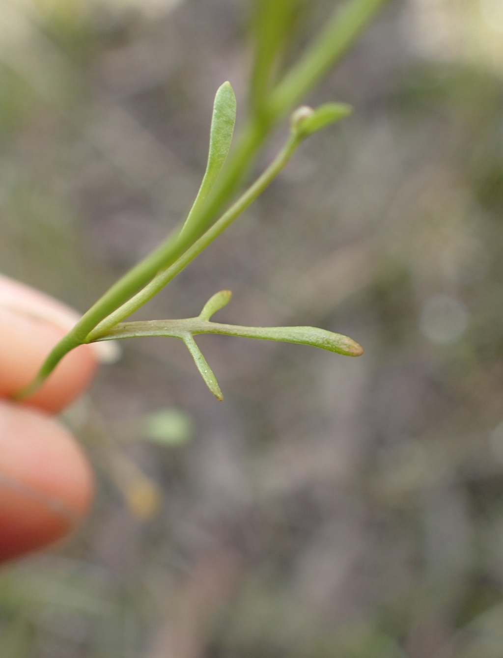 Cardamine lineariloba (hero image)