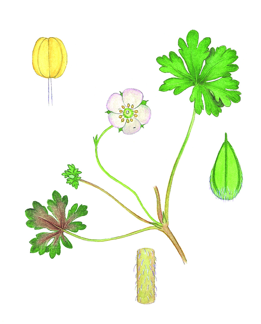 Geranium potentilloides var. potentilloides (hero image)