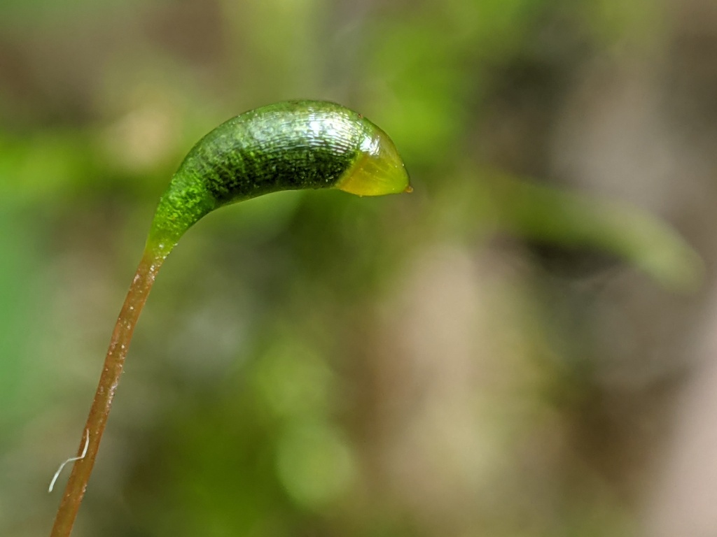 Leptodictyum (hero image)