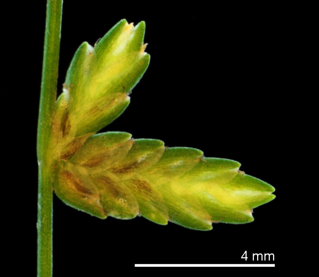 Isolepis levynsiana (hero image)