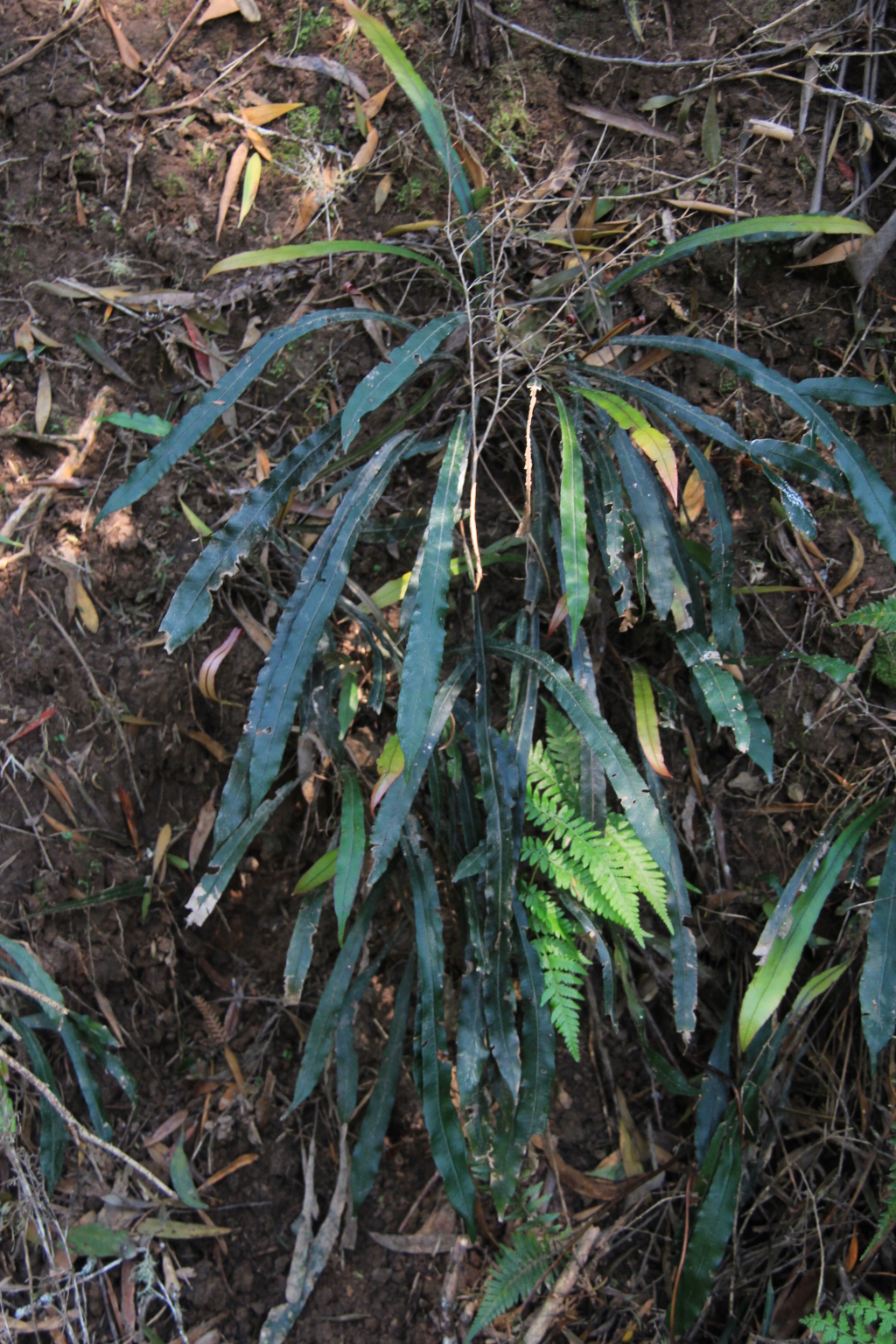 Blechnum patersonii (hero image)