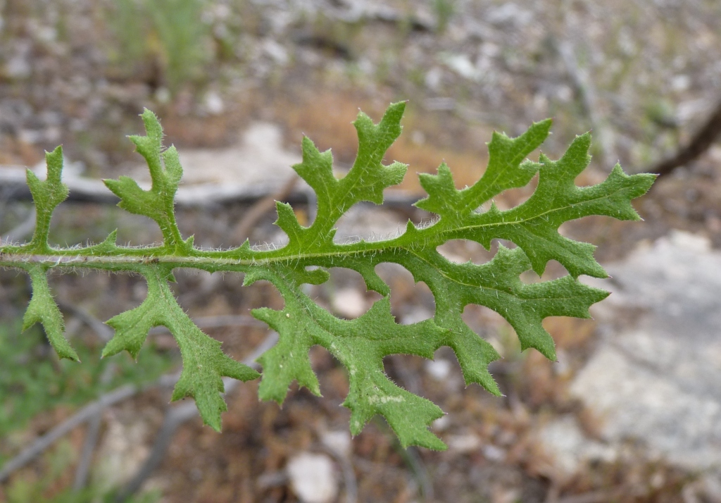 Senecio bathurstianus (hero image)