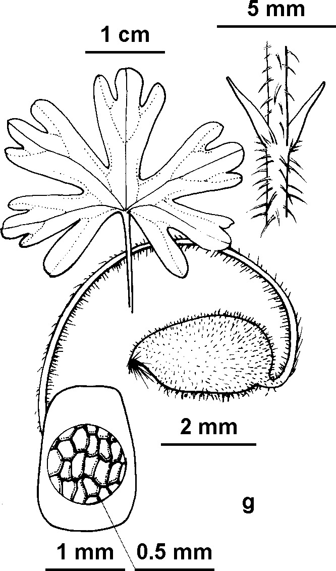 Geranium sp. 2 (hero image)