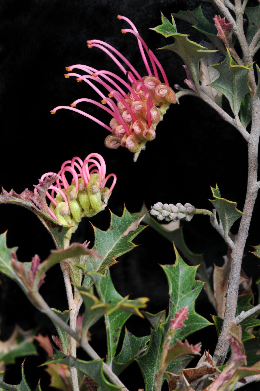 Grevillea aquifolium (hero image)