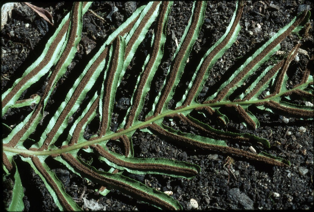 Blechnum cartilagineum (hero image)