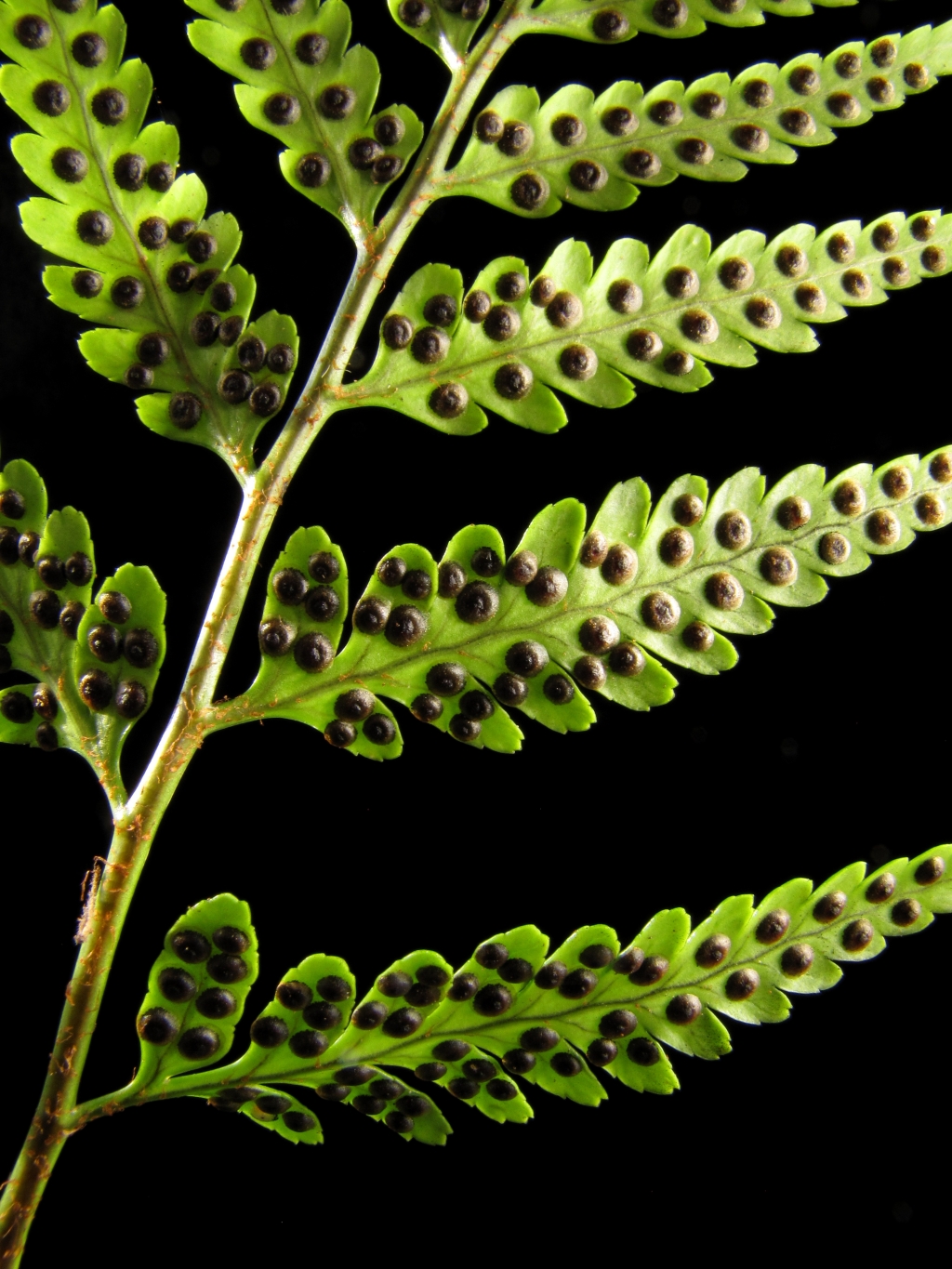 Rumohra adiantiformis (hero image)