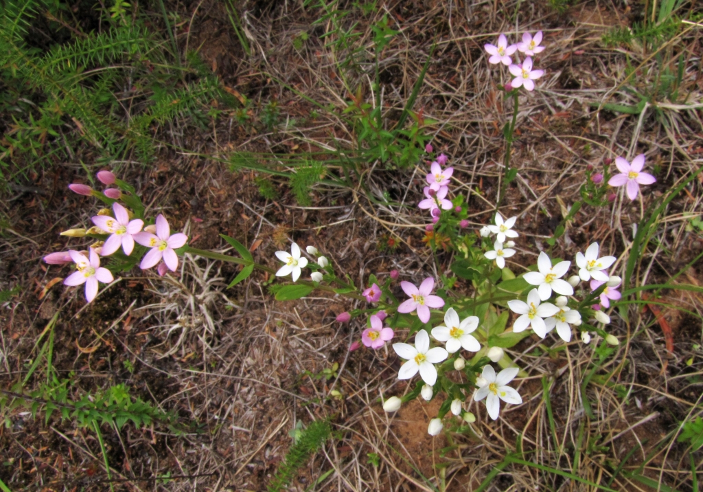 Centaurium erythraea (hero image)