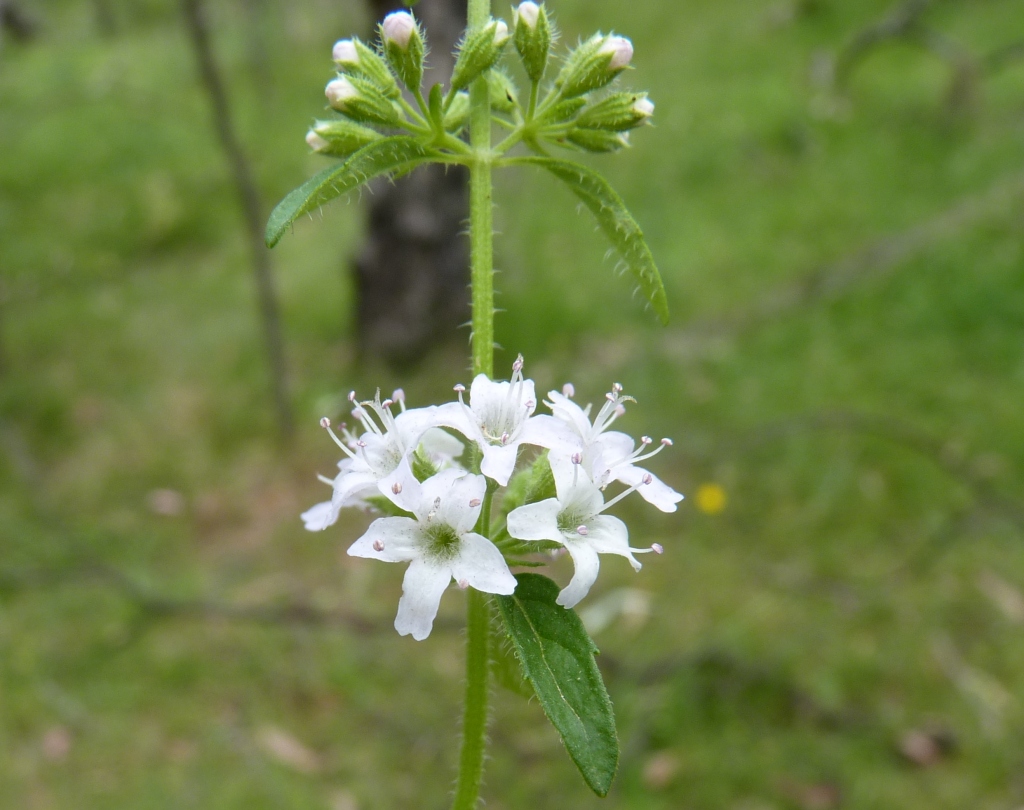 Mentha (hero image)