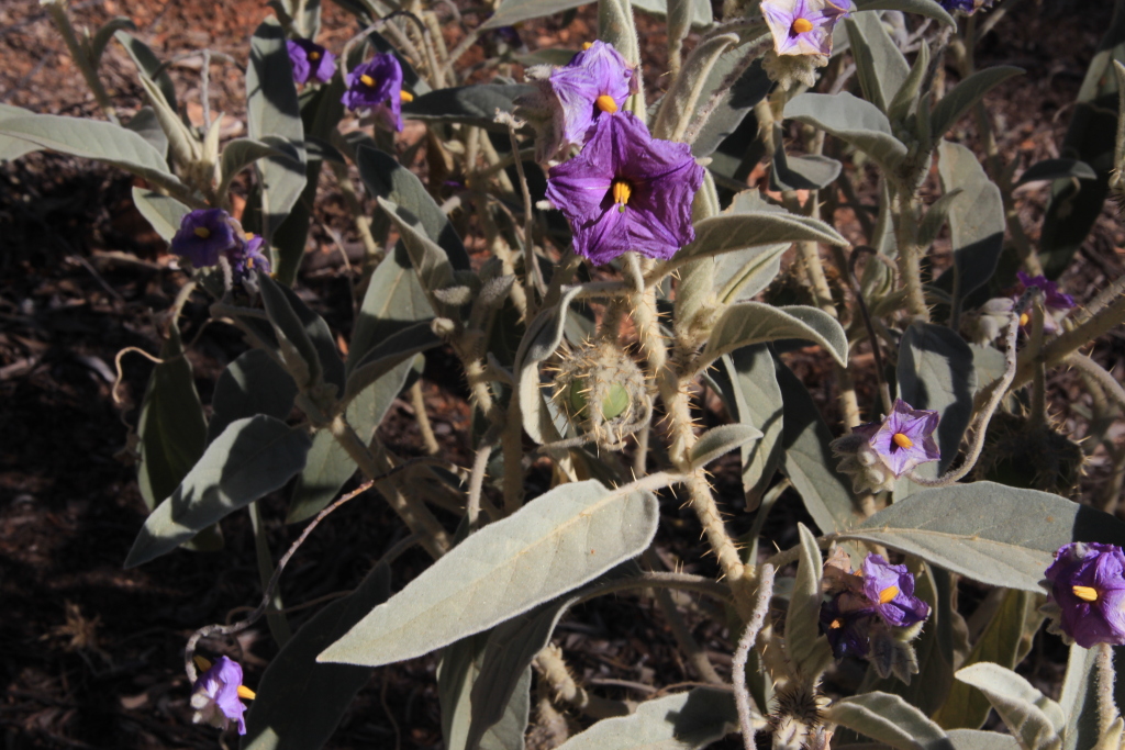 Solanum quadriloculatum (hero image)