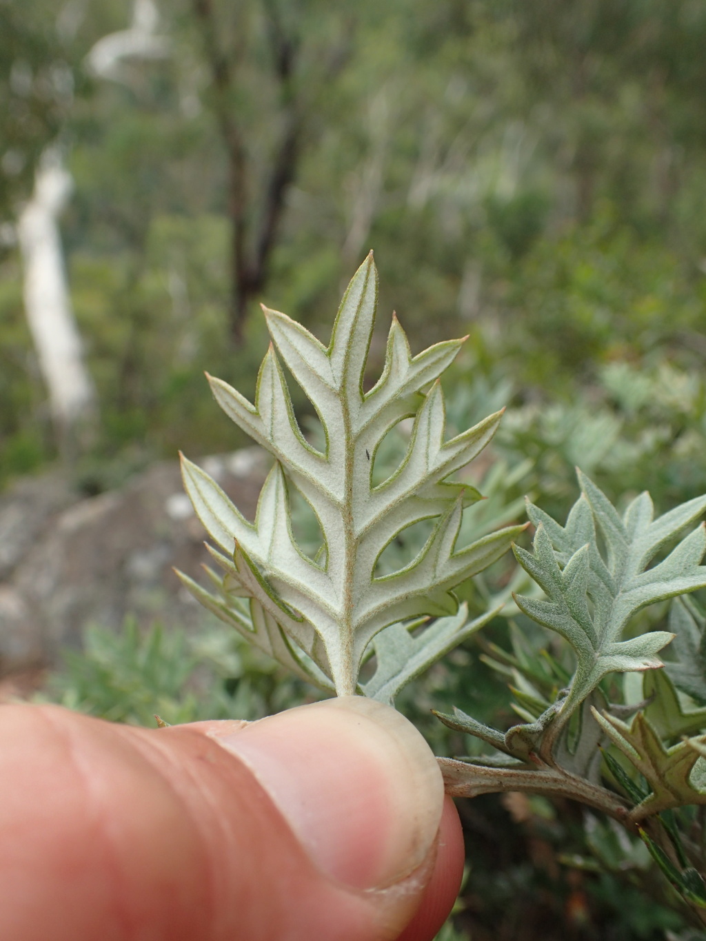 Grevillea pachylostyla (hero image)