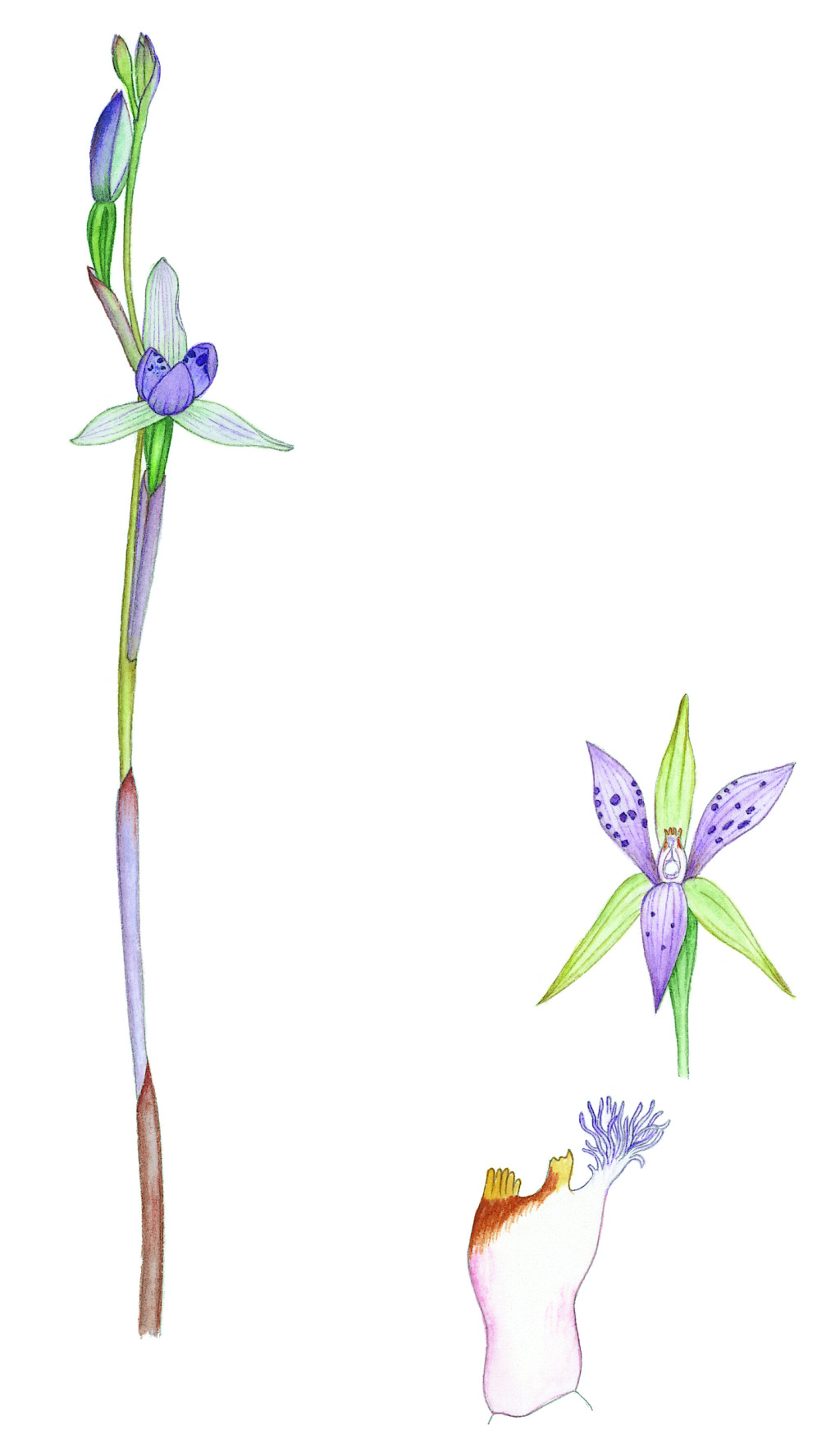 Thelymitra hiemalis (hero image)