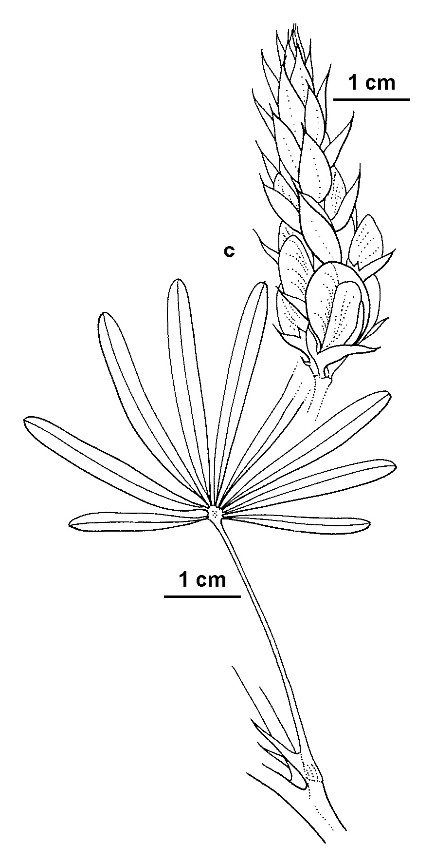 Lupinus angustifolius (hero image)