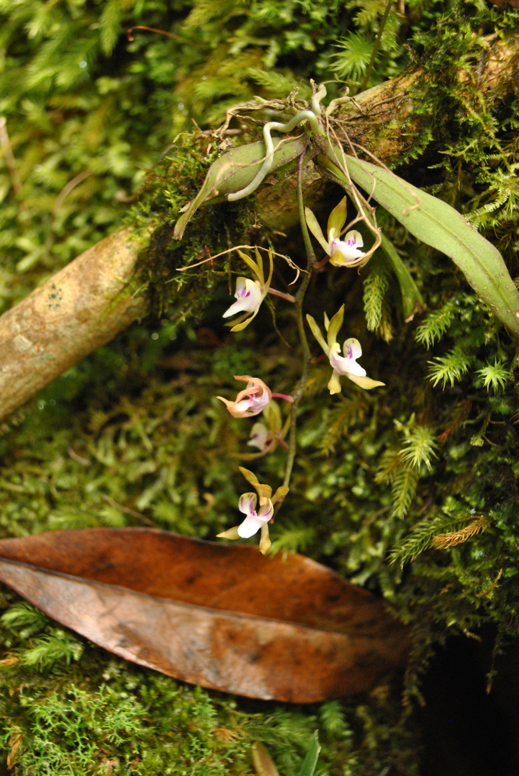 Sarcochilus australis (hero image)