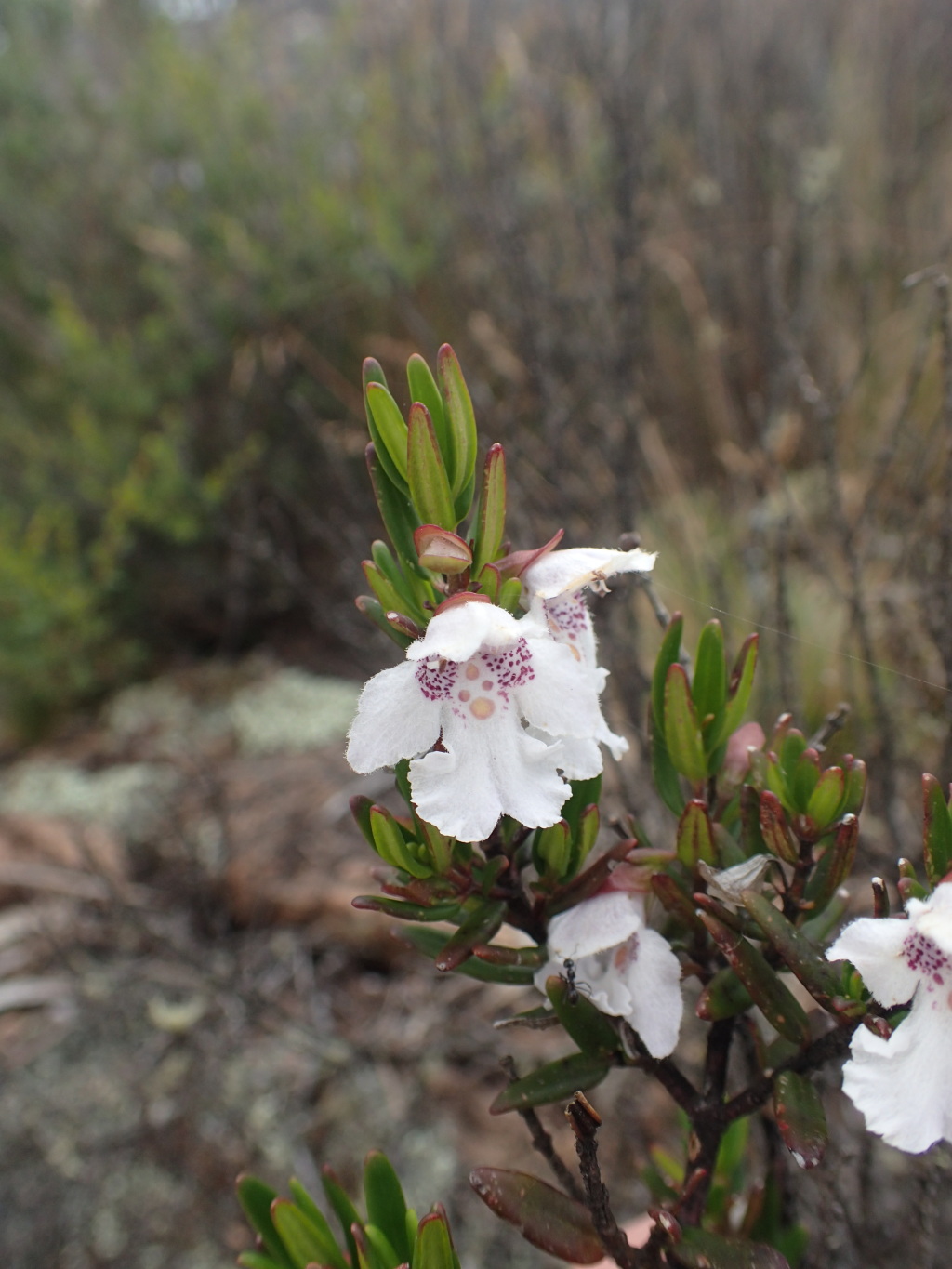 Prostanthera phylicifolia (hero image)