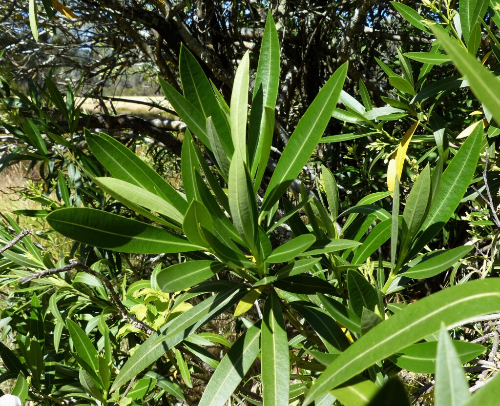 Nerium oleander (hero image)