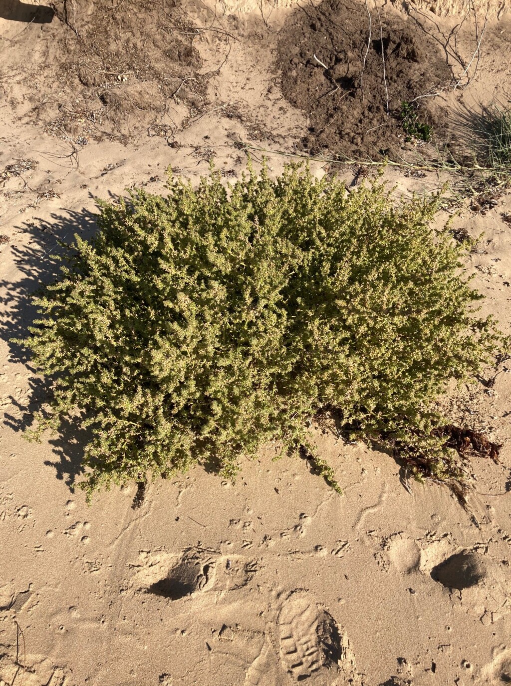 Salsola tragus subsp. pontica (hero image)