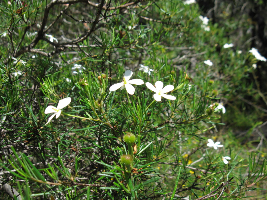 Ricinocarpos pinifolius (hero image)