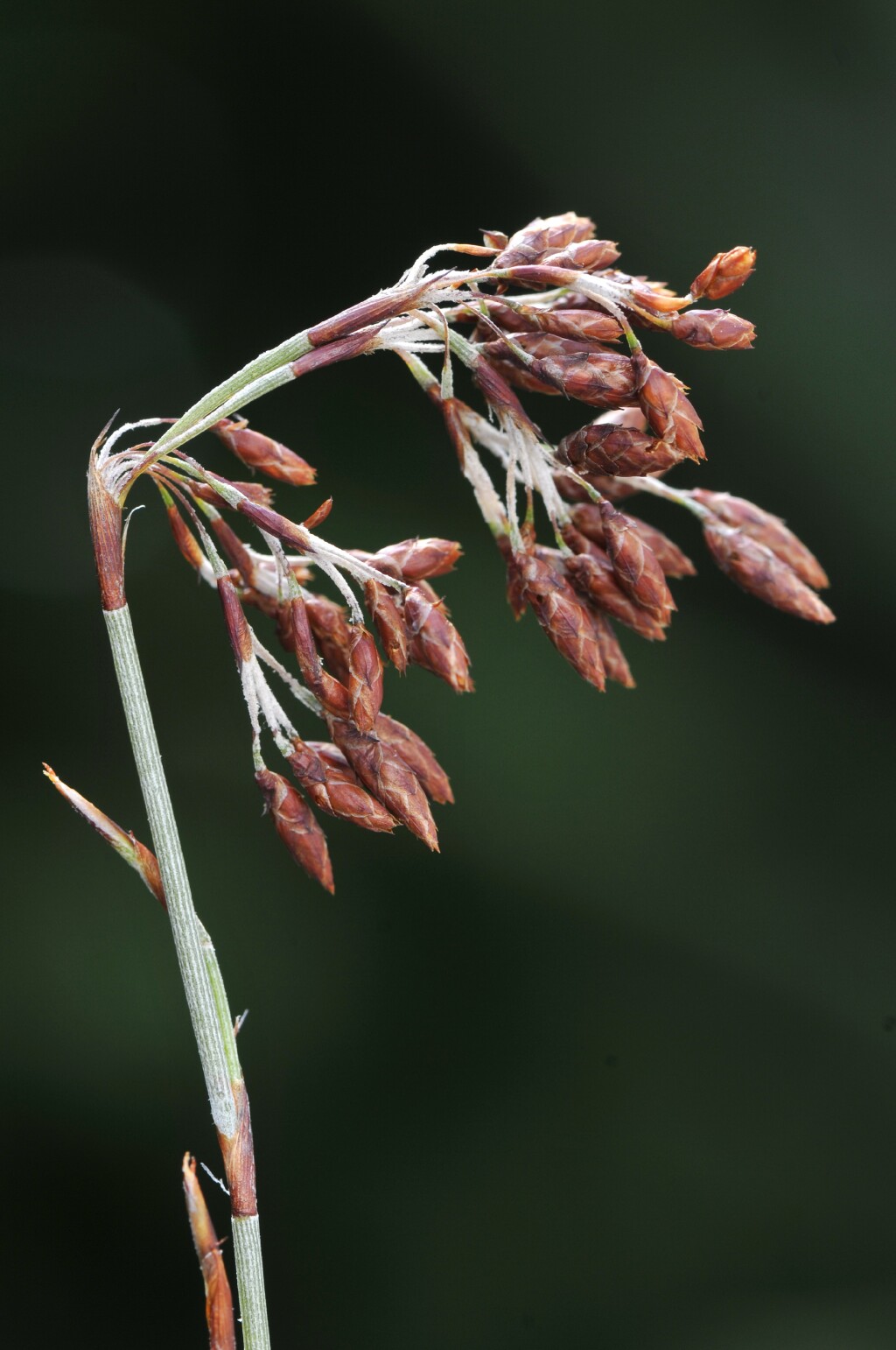 Hypolaena fastigiata (hero image)