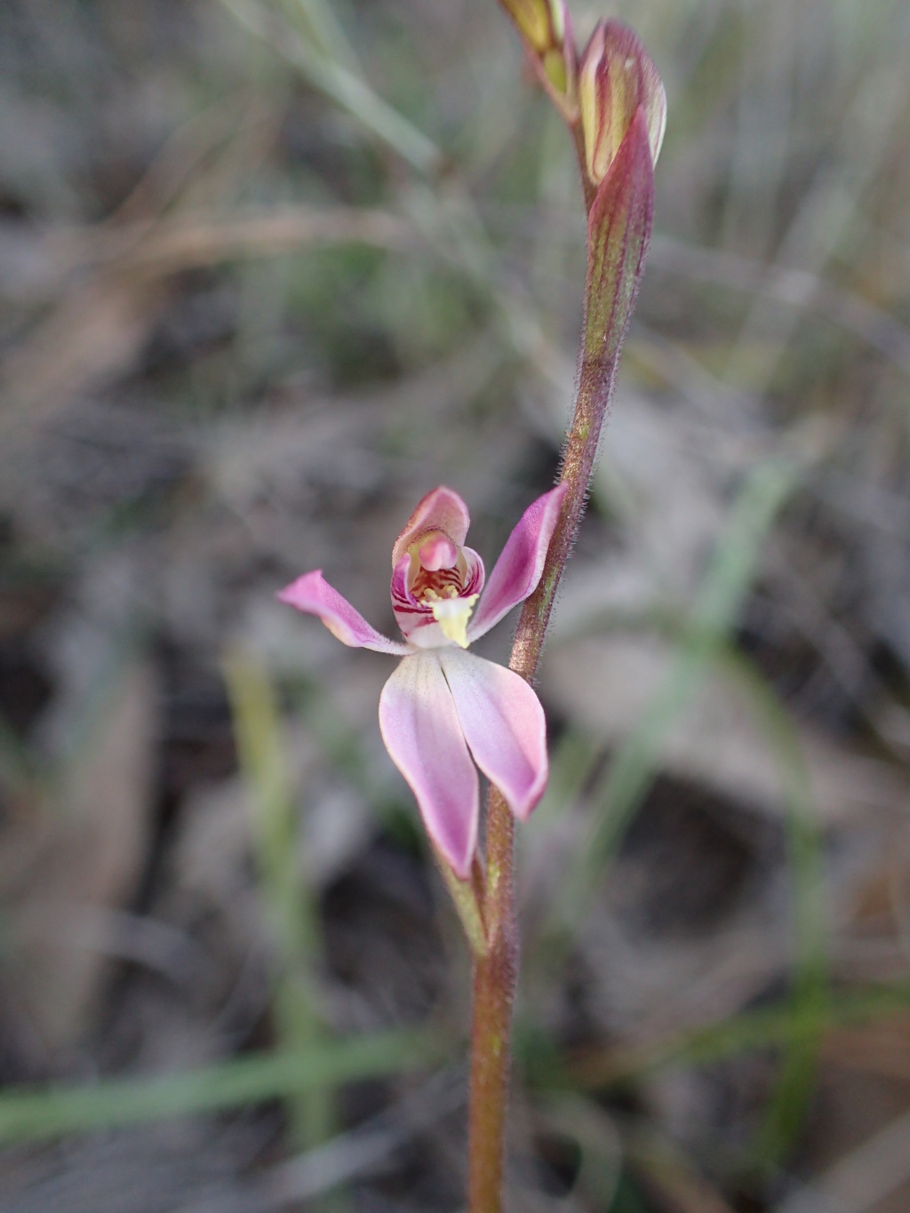 Caladenia vulgaris (hero image)