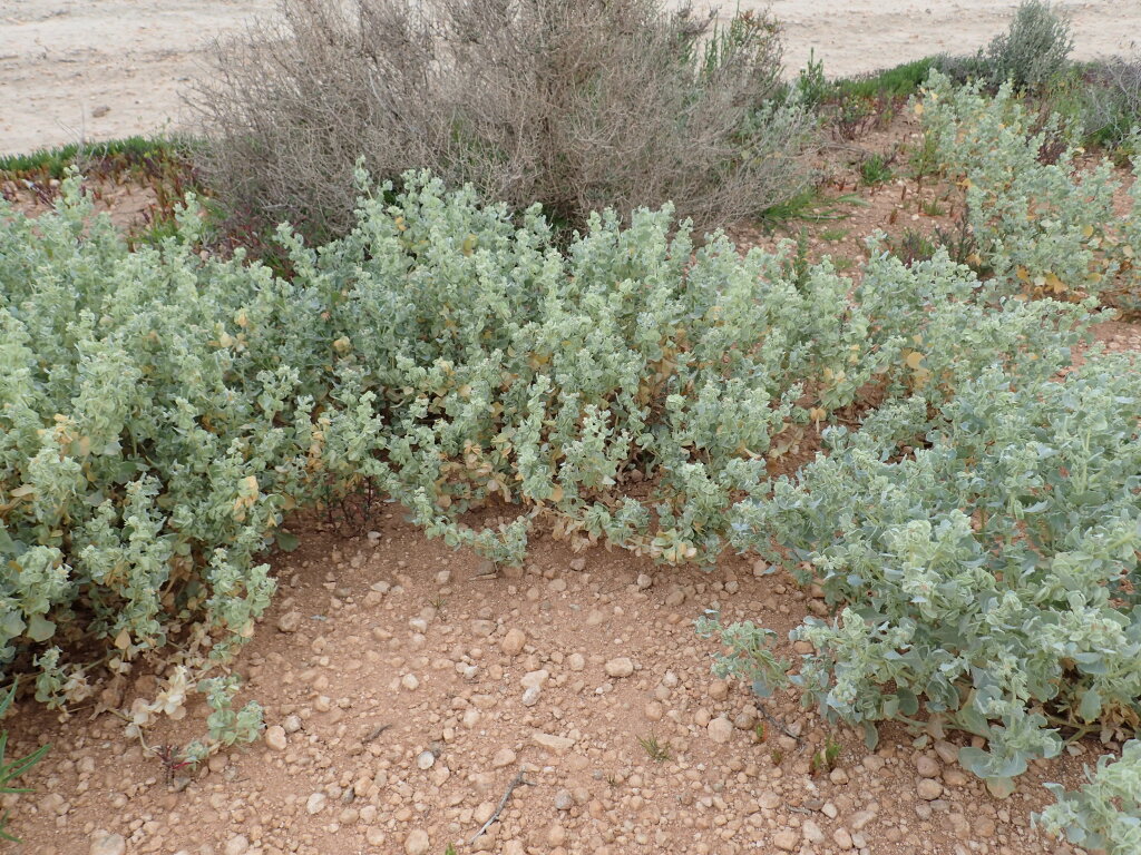 Atriplex lindleyi (hero image)