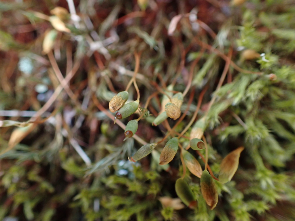 Polytrichastrum (hero image)