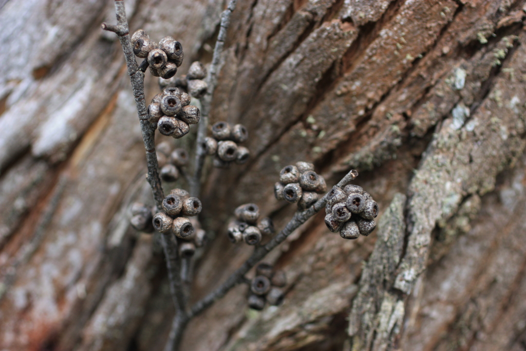 Eucalyptus stellulata (hero image)