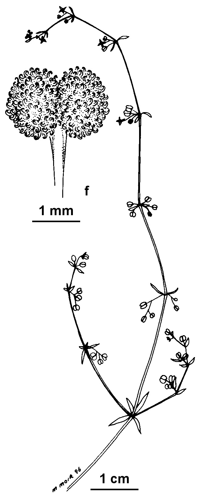 Galium curvihirtum (hero image)