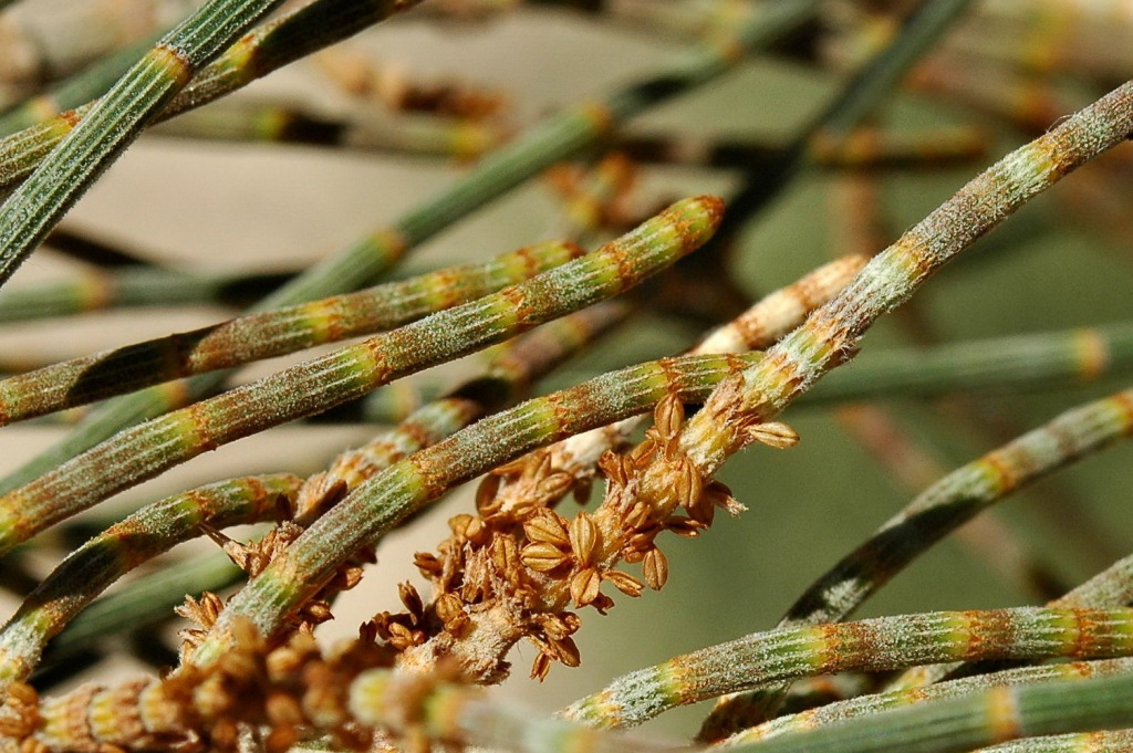 Allocasuarina luehmannii (hero image)