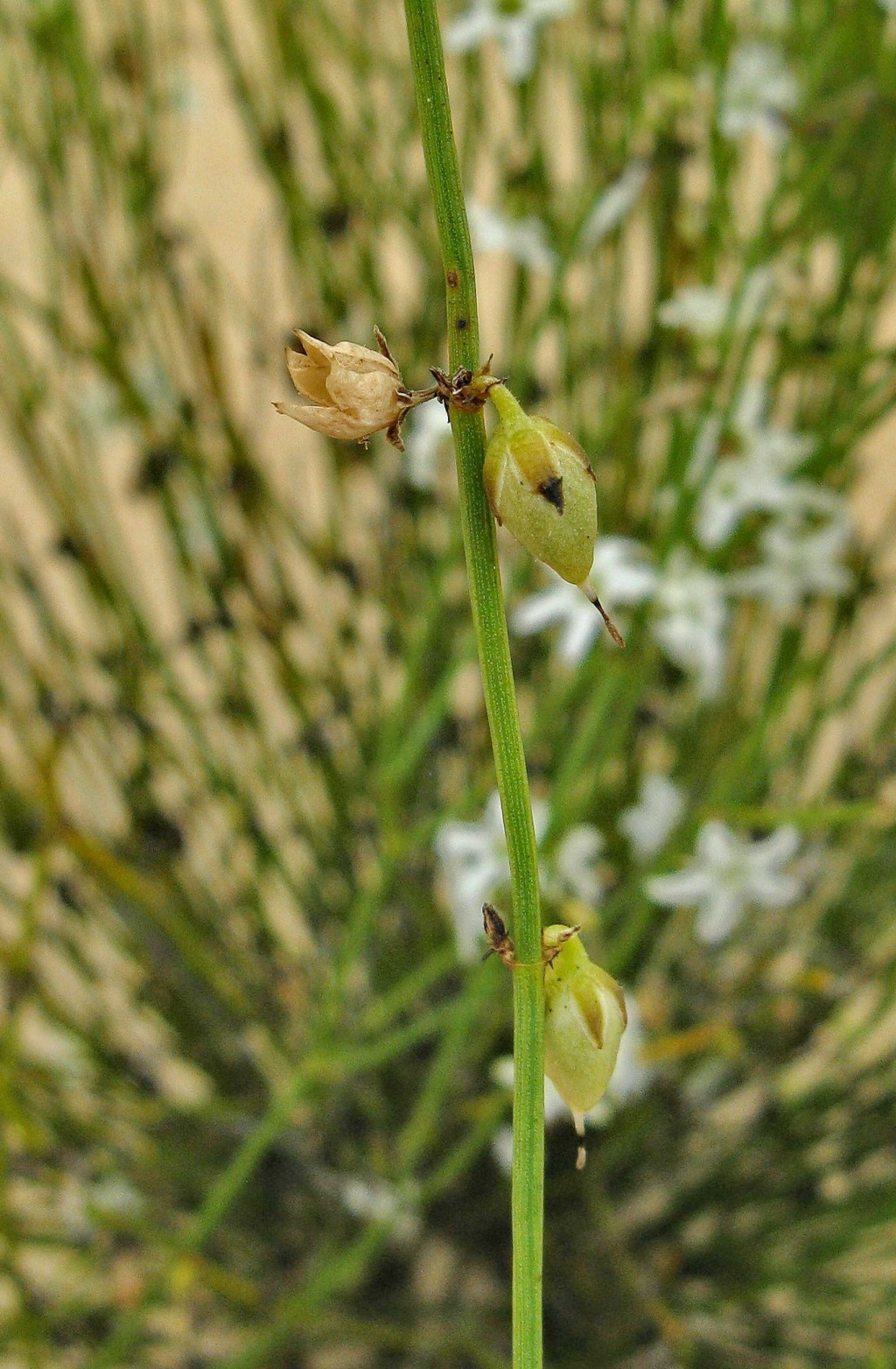 Loganiaceae (hero image)