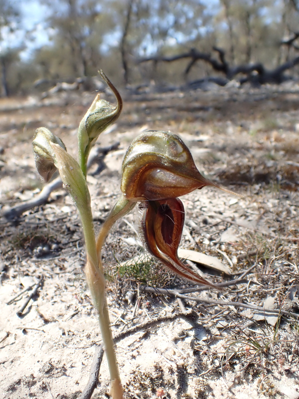 Pterostylis cheraphila (hero image)