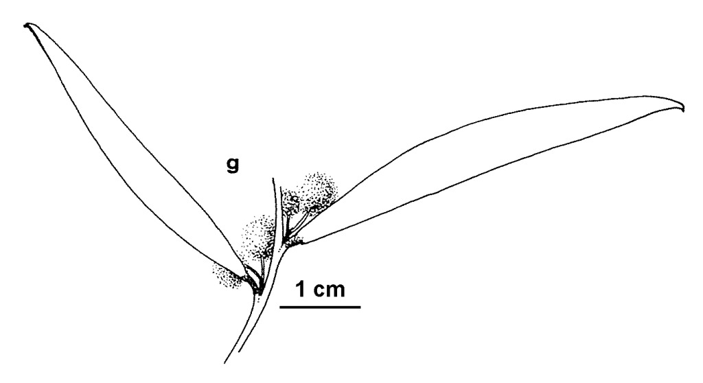 Acacia homalophylla (hero image)