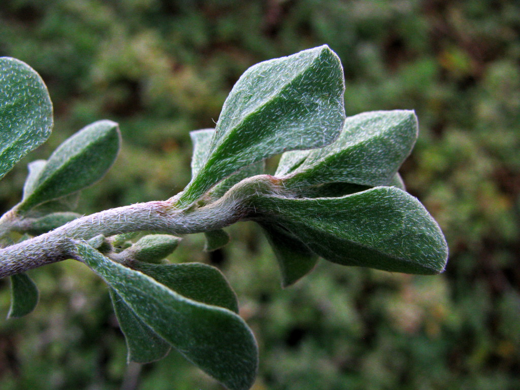 Aizoon pubescens (hero image)