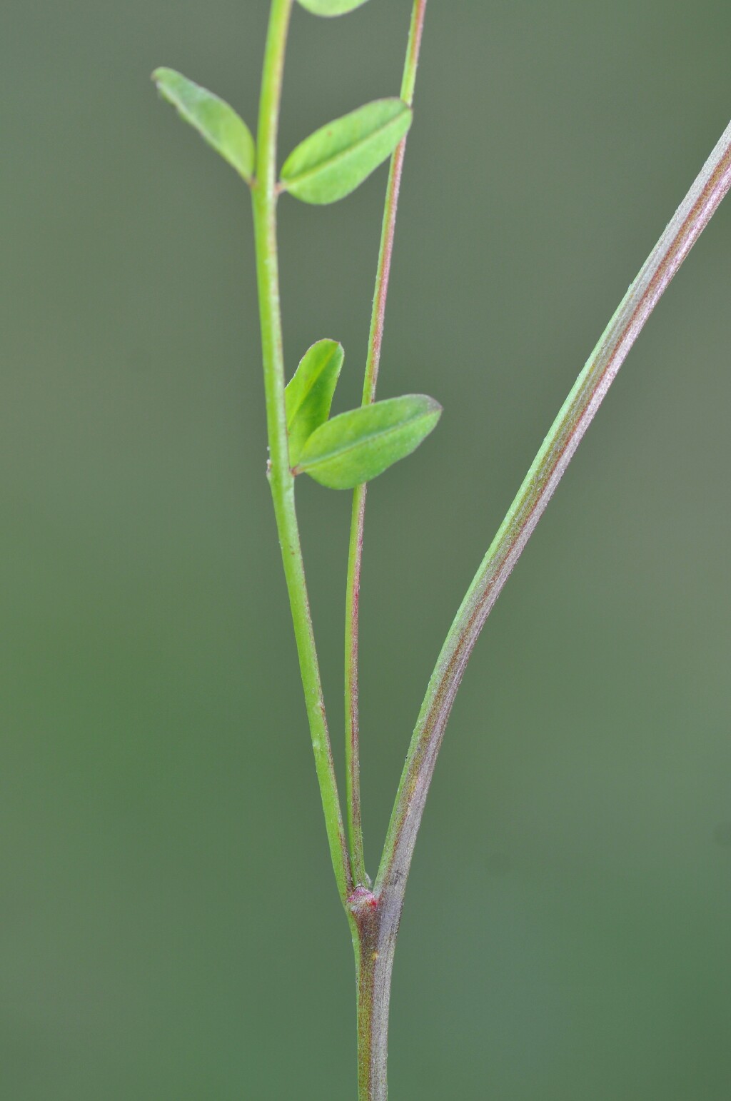 Ornithopus pinnatus (hero image)