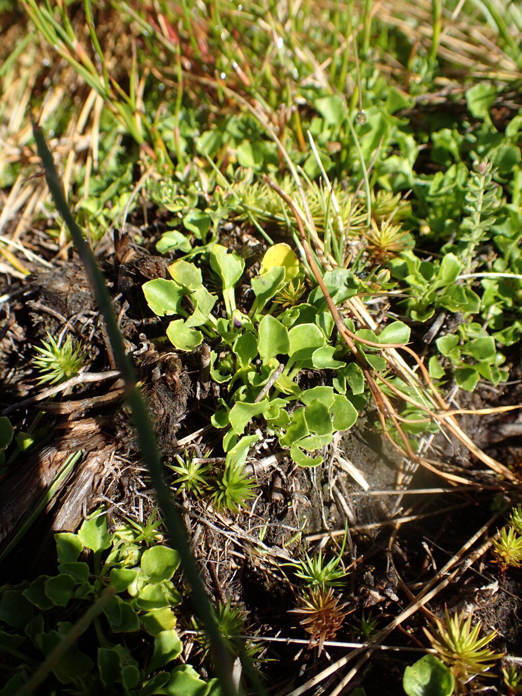 Viola fuscoviolacea (hero image)