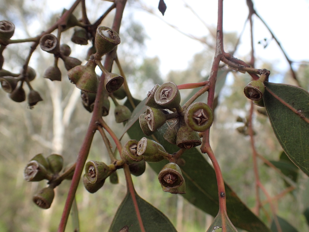 Eucalyptus ×studleyensis (hero image)