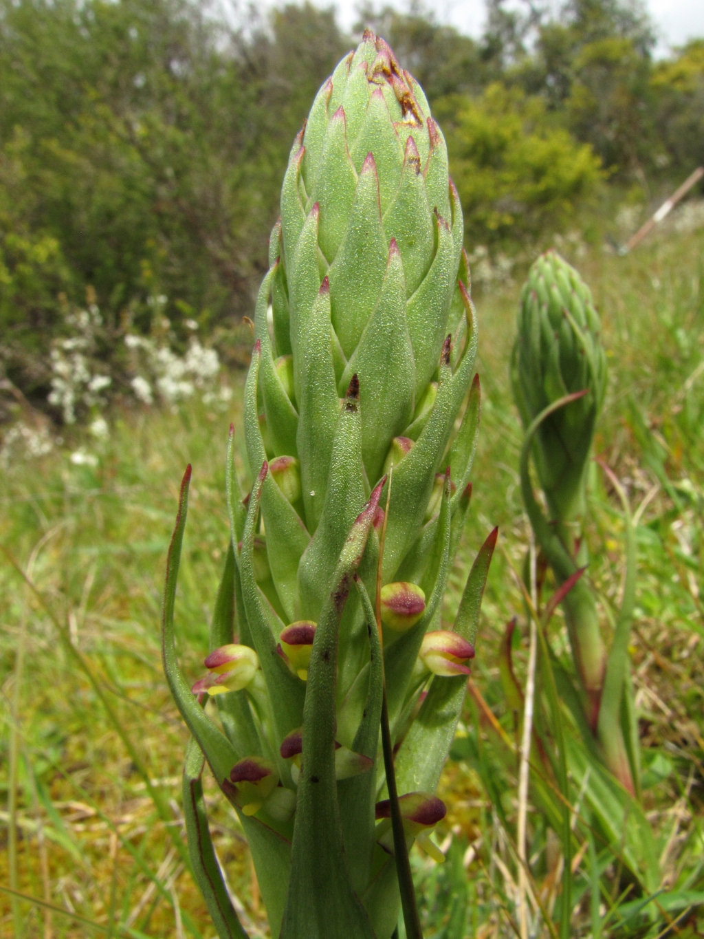Disa bracteata (hero image)