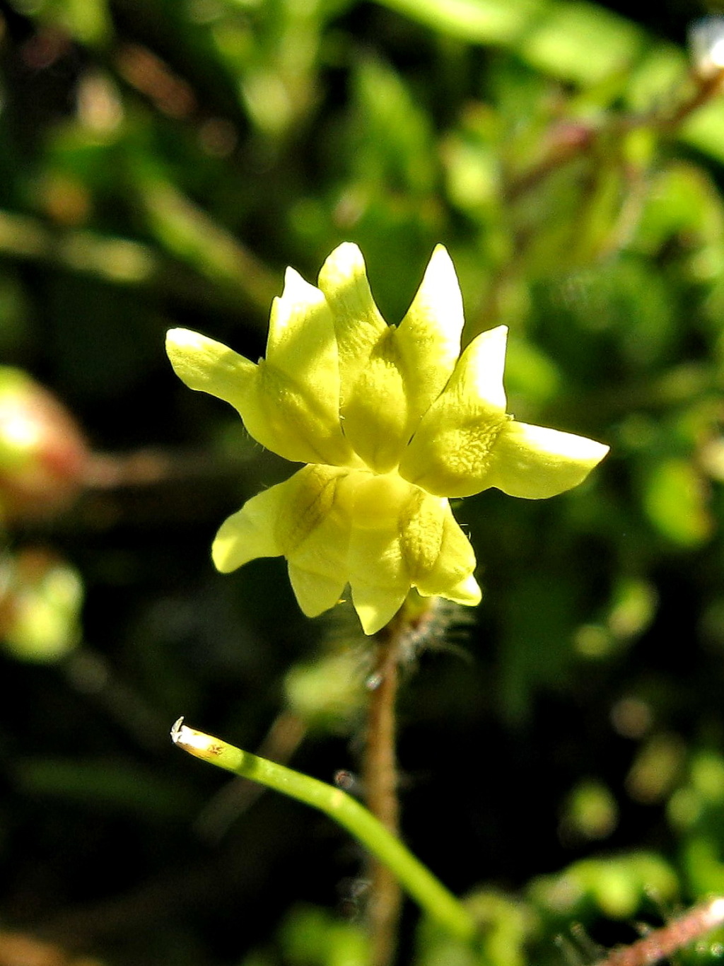 Goodenia pusilliflora (hero image)