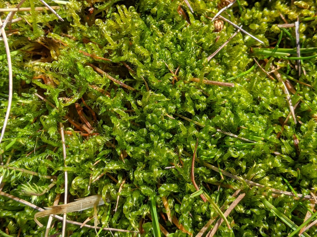 Sarmentypnum (hero image)