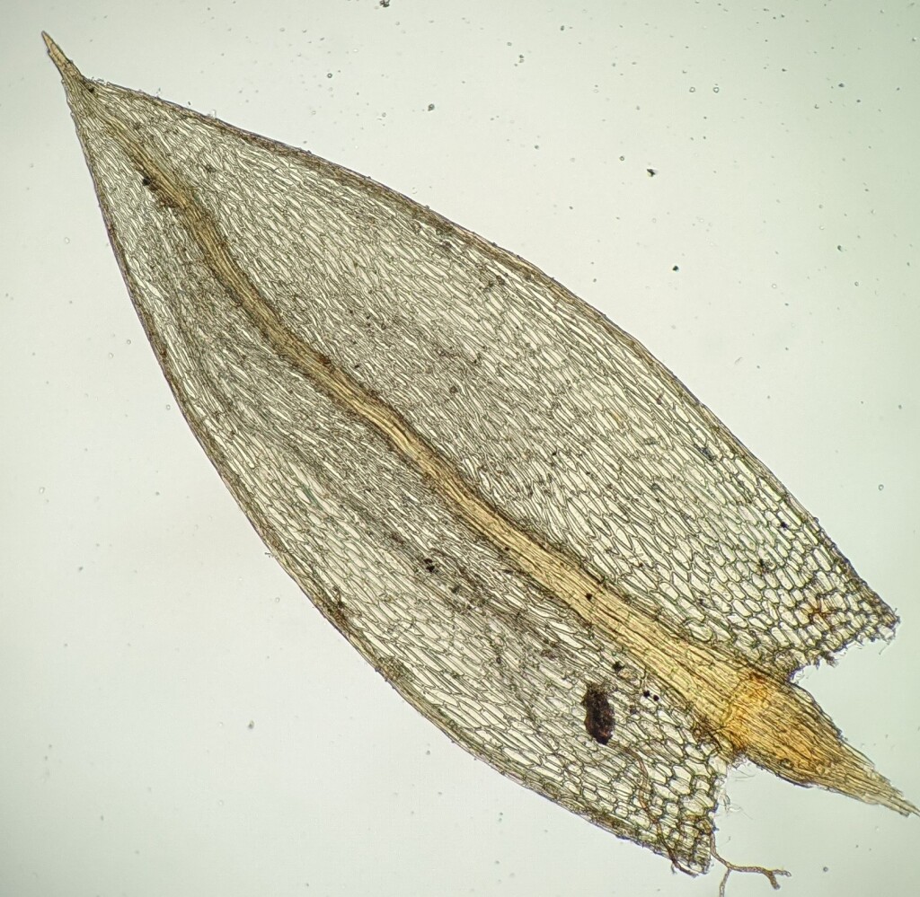 Rosulabryum (hero image)