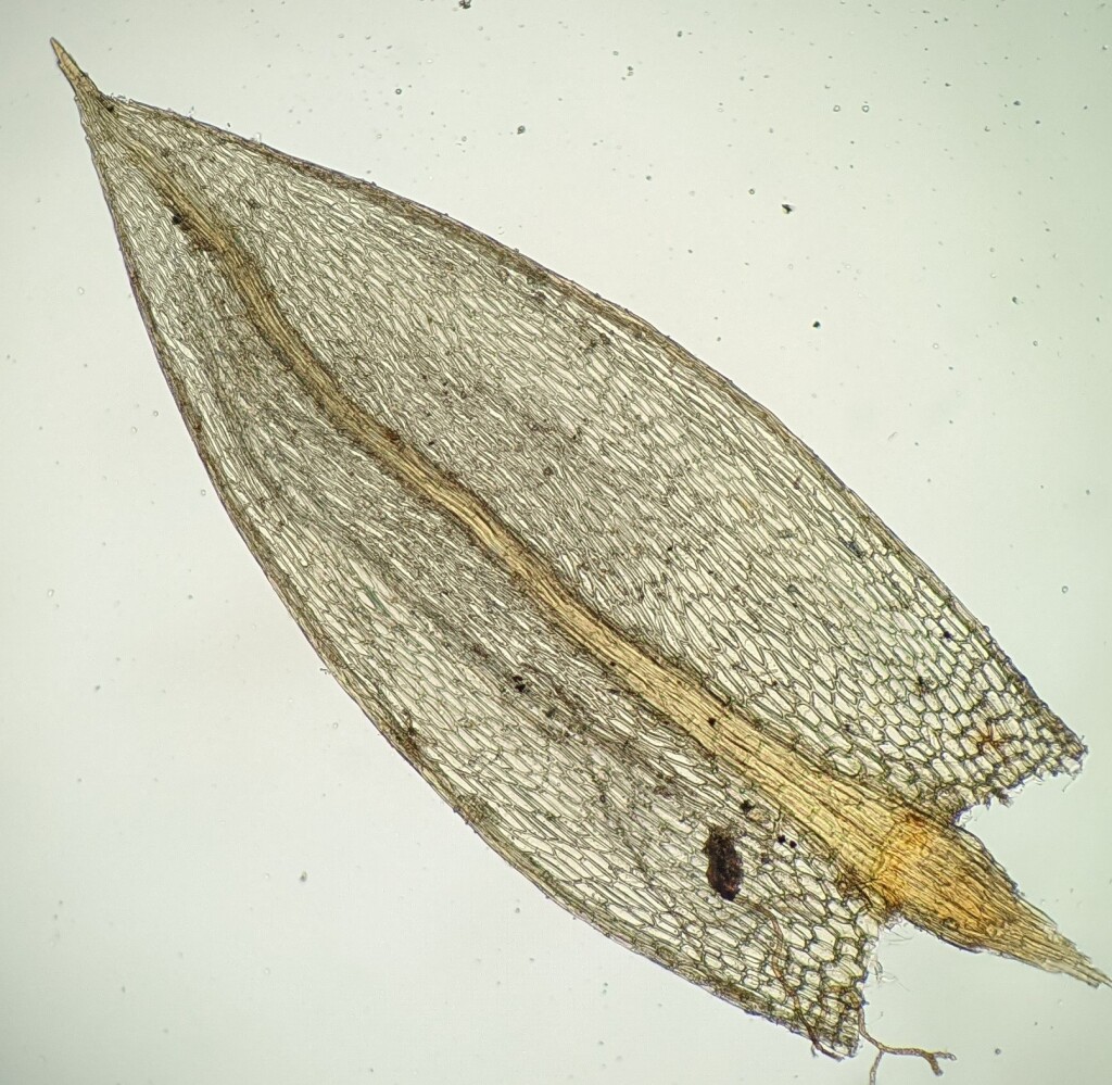 Rosulabryum microrhodon (hero image)