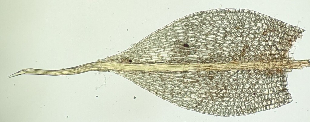Bryum eremaeum (hero image)