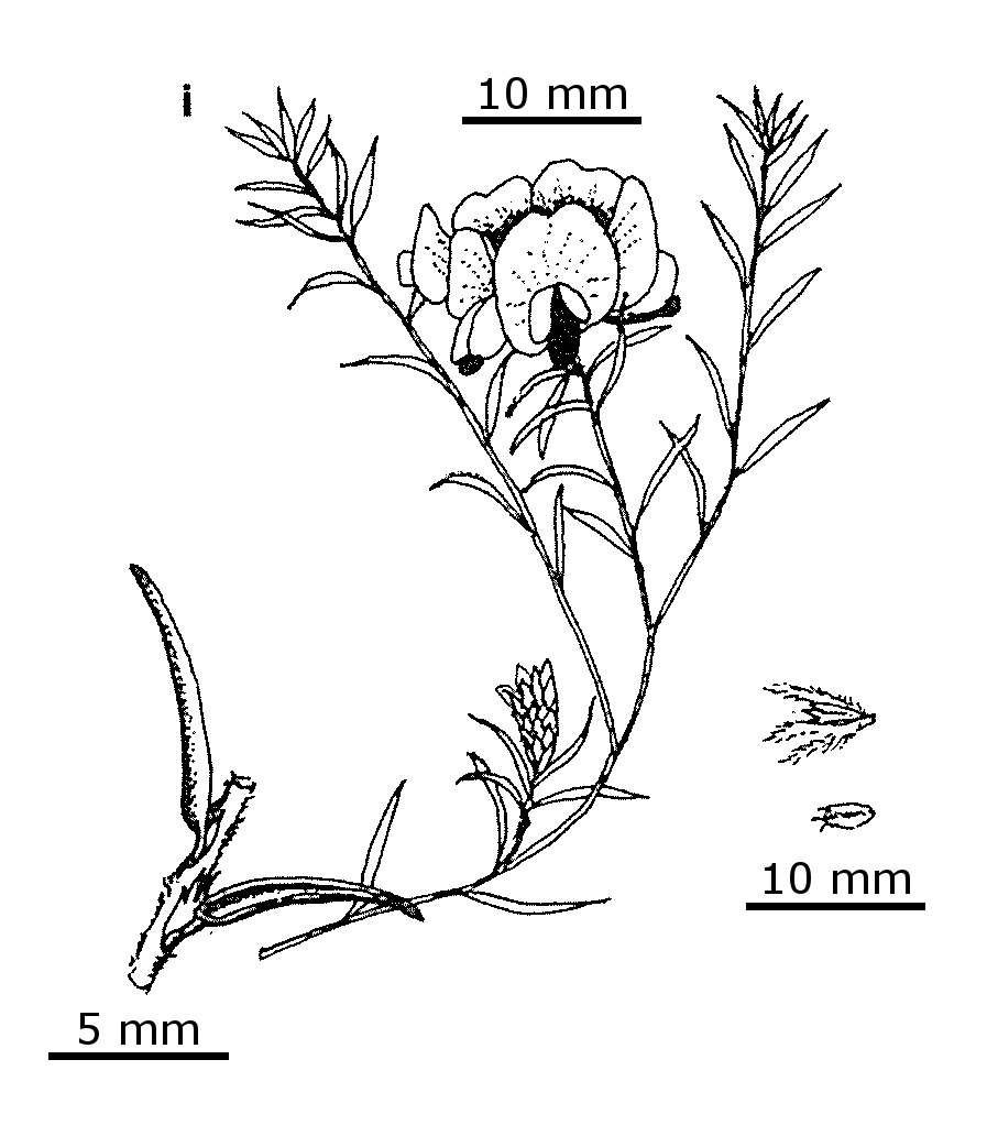 Pultenaea dentata (hero image)