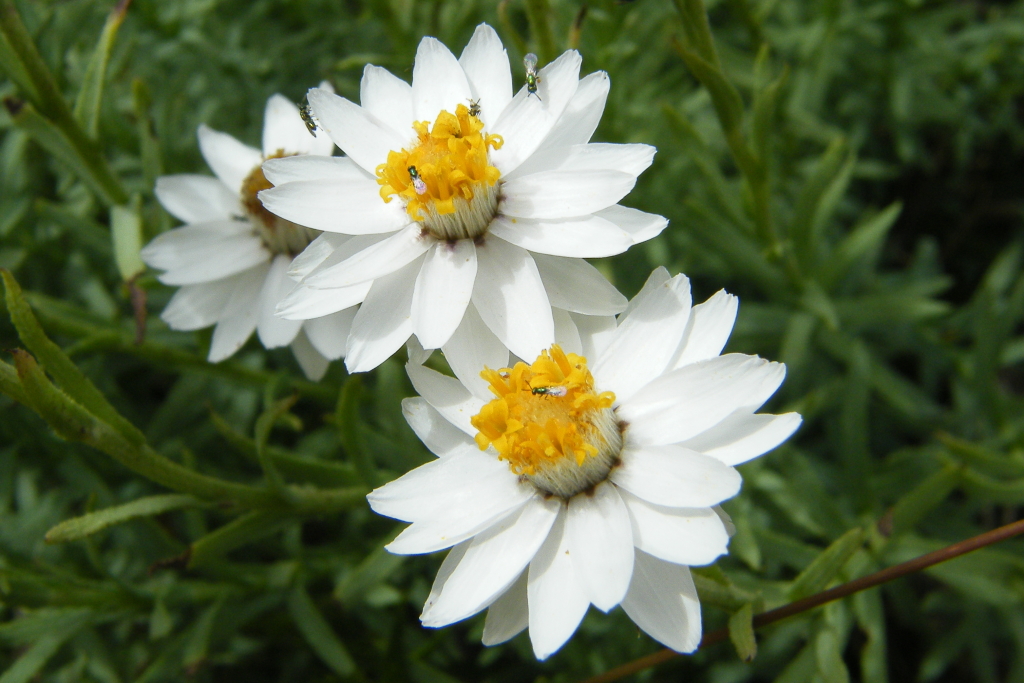 Rhodanthe anthemoides (hero image)