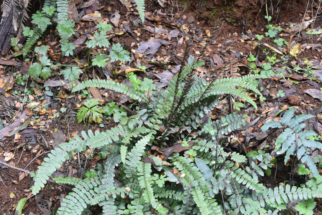 Blechnum fluviatile (hero image)